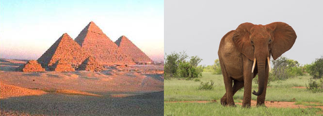 Pyramids of Egypt & Kenya Elephant