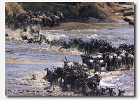 Herd of Wildebeest crossing river